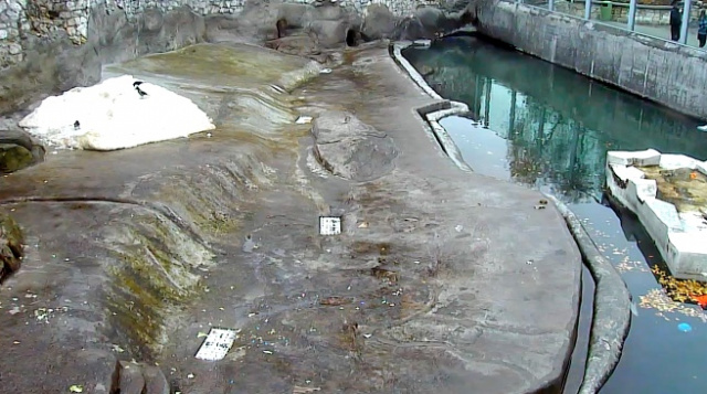 Zoológico de Moscú Webcam de osos polares en línea