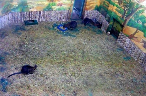 Canguro. Zoológico de Novosibirsk que lleva el nombre de RA Shilo webcam online