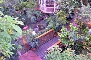 Webcam de Key West Butterfly and Nature Conservatory en línea