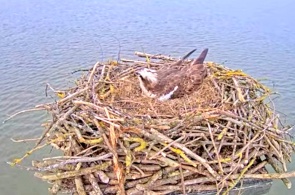 Águila pescadora Rutland. Webcams Rutlandia