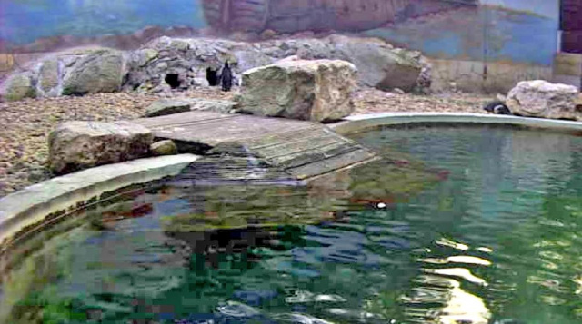 Pinguino de Papúa. Szegedi Vadaspark zoo webcam en línea