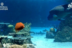 Tiburones de arrecife. Webcam de National Aquarium en línea