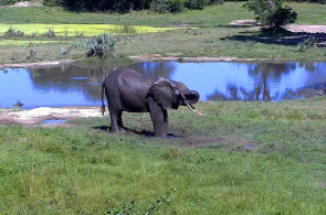 Elefantes Webcam de Aberdare National Park en línea