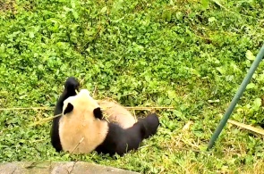 Panda gigante. Cámaras web de Chengdú en línea