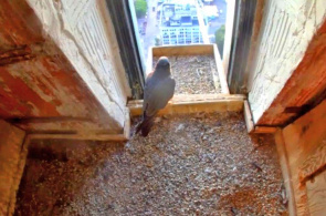 El halcón peregrino es un ave de rapiña de la familia de los halcones. Webcams de Boston en línea