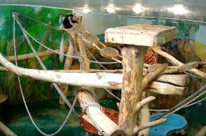 Colobus. Zoológico de Novosibirsk que lleva el nombre de RA Shilo webcam online