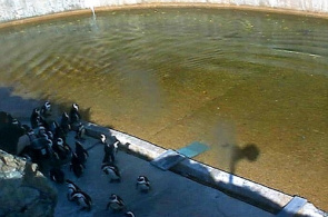 Pingüinos Webcam de Zoo Maryland Zoo en línea