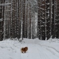 TOP 5 rincones siberianos que te regalarán un viaje invernal inolvidable