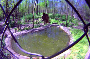 Tigre siberiano Webcams de Szeged Zoo en línea