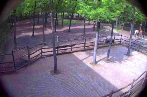 Plataforma de observación del zoológico Szegedi Vadaspark. Cámara web de Seged en línea