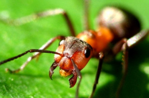 Hormigas, cámara web en línea en el Insectario de Nueva Orleans