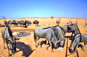 Abrevadero en el desierto de Namib. Rehoboth cámaras web