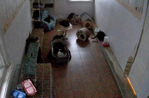 Webcam de Animal Shelter Otrā Māja en línea