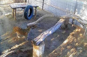 El leopardo del lejano Oriente Eliseo. Cámara web del zoológico de Barnaul online