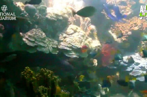 Acuario Nacional Webcam de arrecife de coral en línea