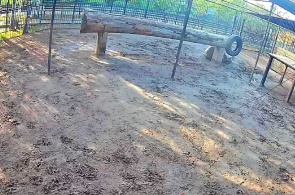 León africano. Cámara web del zoológico de Barnaul online